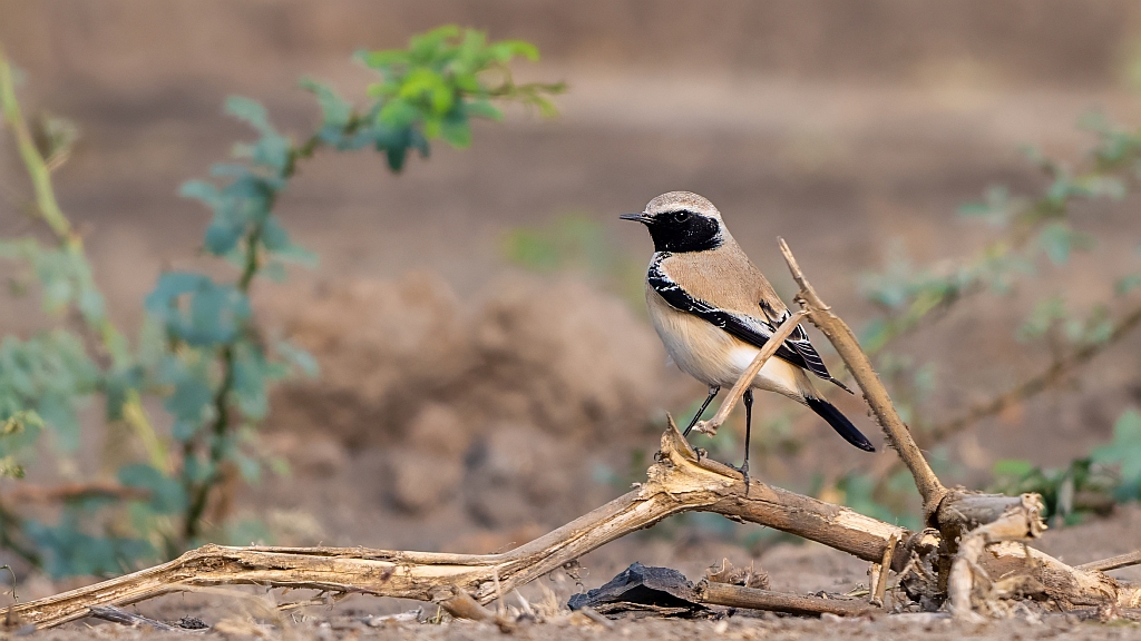 Desert Wheatear